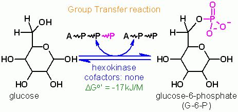hexokinase reaction.
